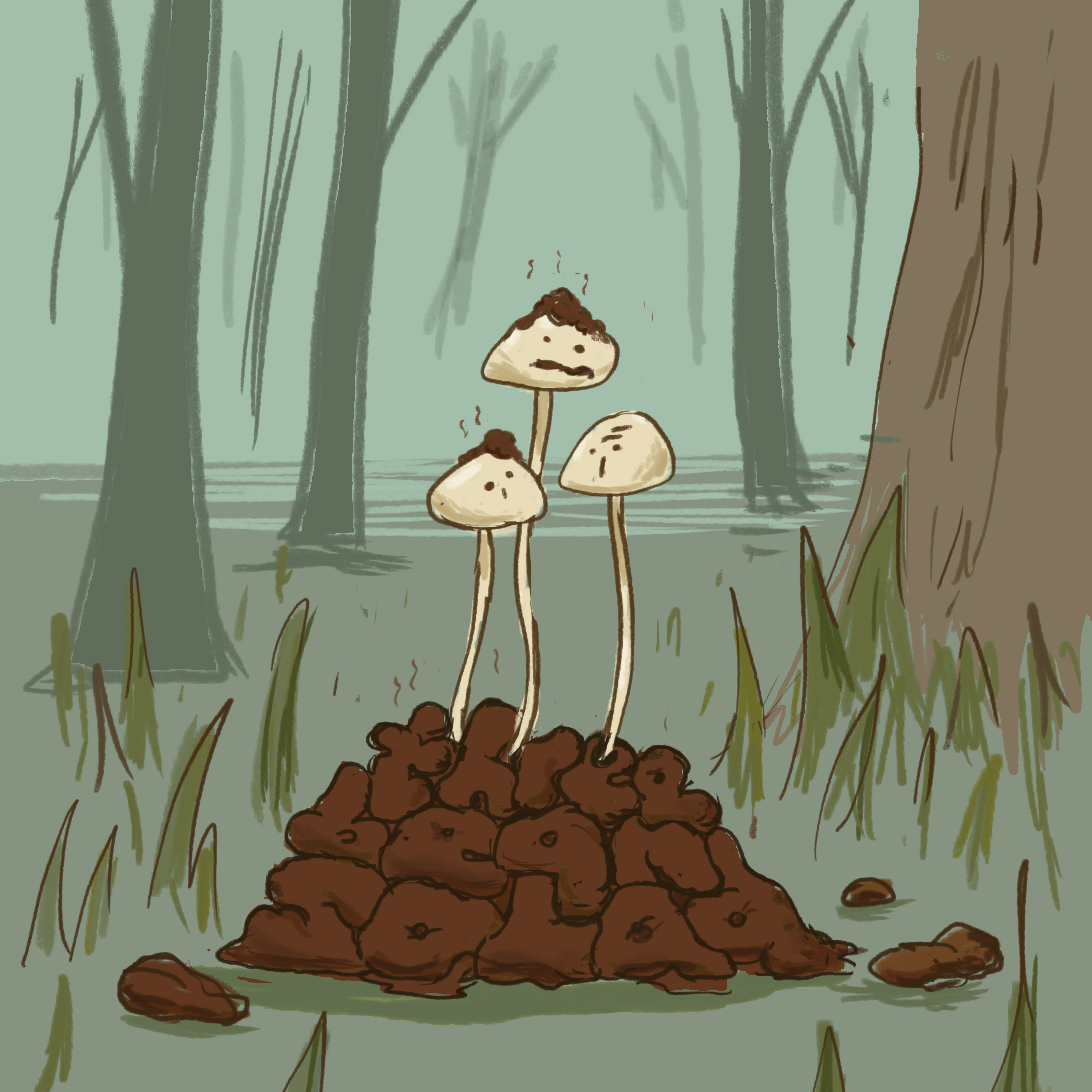 paker_mushrooms.jpeg