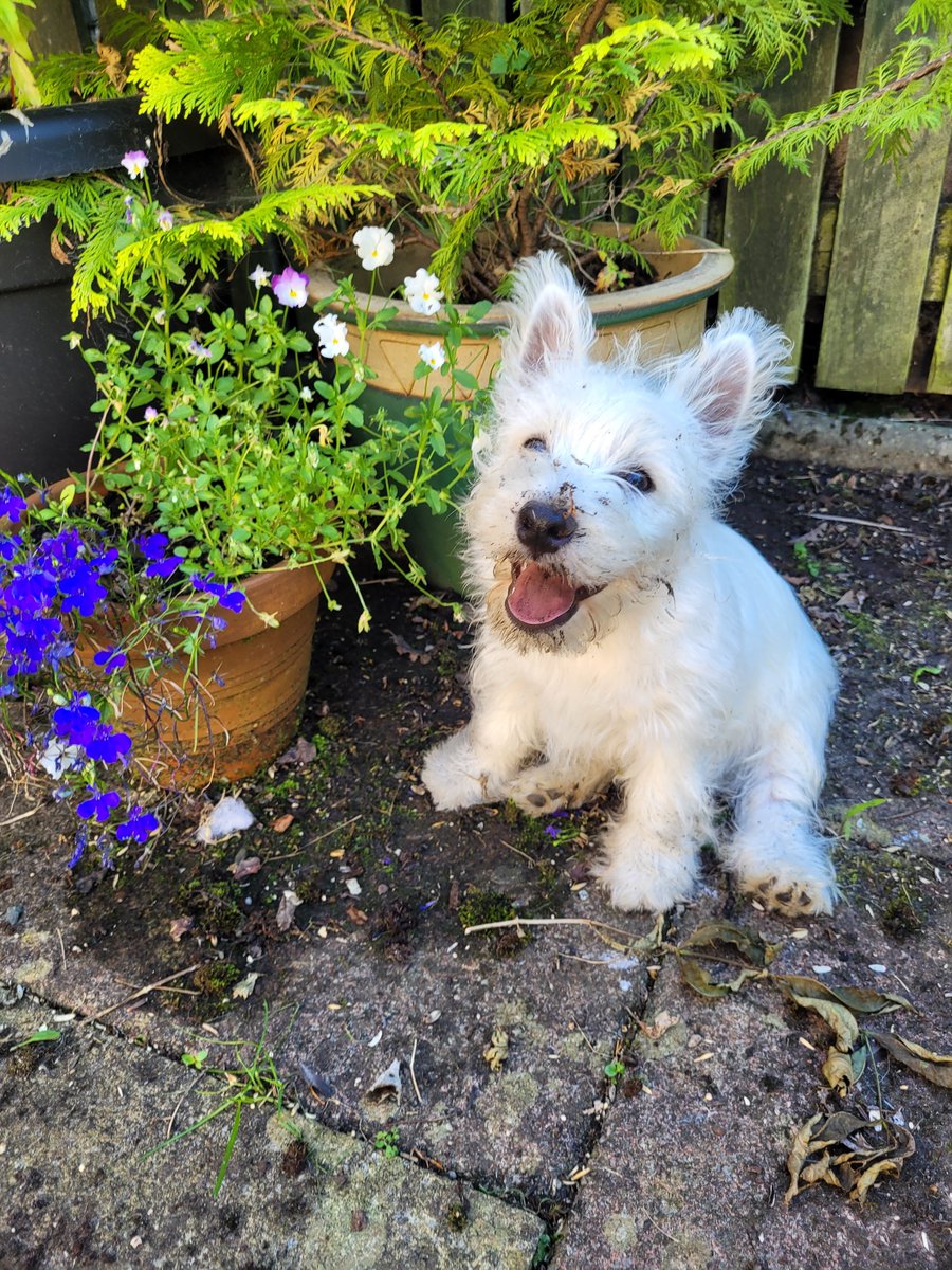 puppyhenryteeth.jpeg